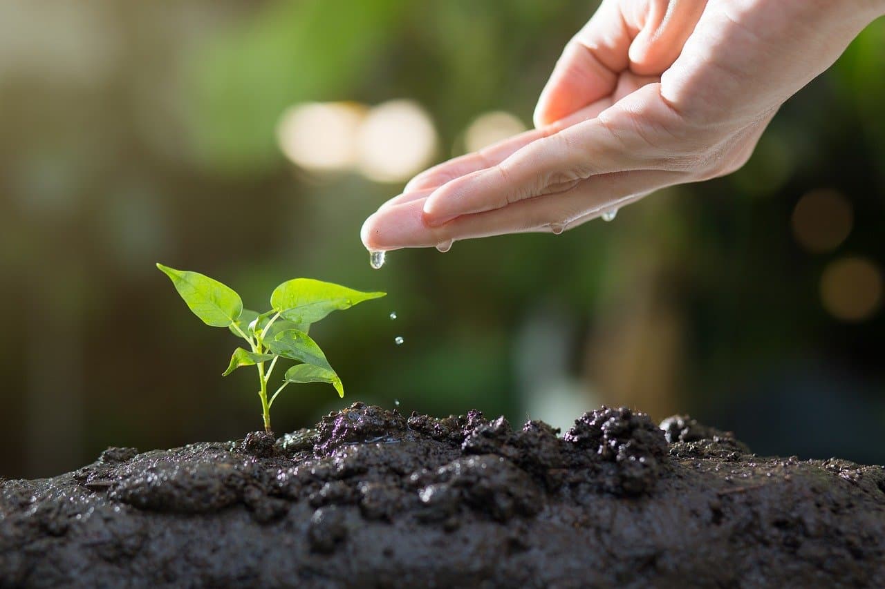 Hands holding a plant